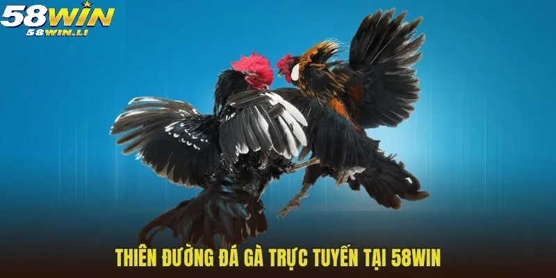 Đá Gà 58win 1 Thiên đường đá gà trực tuyến tại 58WIN