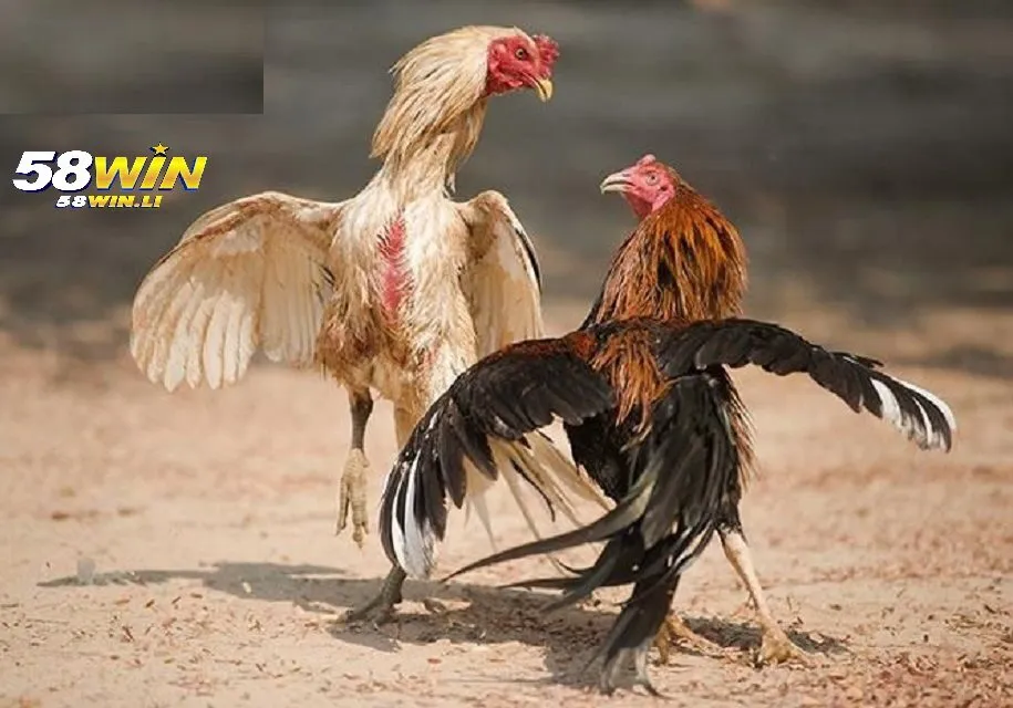 Đá Gà Cựa Dao – Đấu Trường Đá Gà 58win Số 1 2025 2 Cựa được nhà cái sử dụng trong đá gà cựa dao