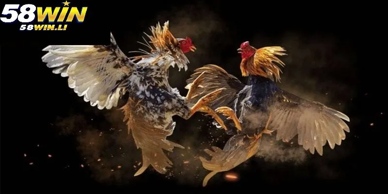 Hình ảnh độc đáo về đá gà cựa dao trực tiếp