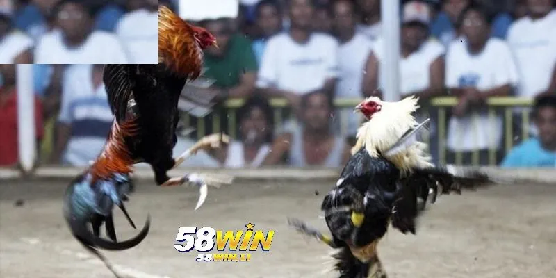Đá Gà Cựa Dao – Đấu Trường Đá Gà 58win Số 1 2025 4 Đá gà trực tiếp hôm nay