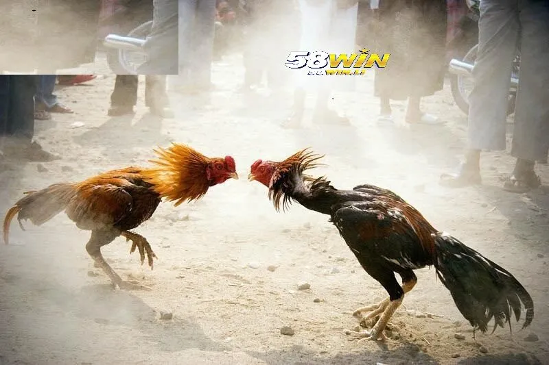 Đá Gà Cựa Sắt 58win - Theo Dõi Chiến Kê Hàng Đầu 2025 2 Đá Gà Cựa Sắt 58win