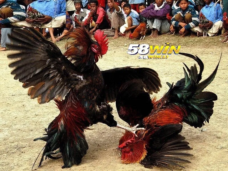 Cược Đá Gà Cựa Sắt 58win với 3 lựa chọn