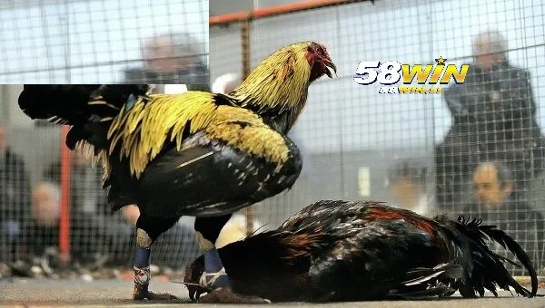 Đá Gà Cựa Sắt 58win - Theo Dõi Chiến Kê Hàng Đầu 2025 4 Thành công của kênh đá gà cực sắt 58win