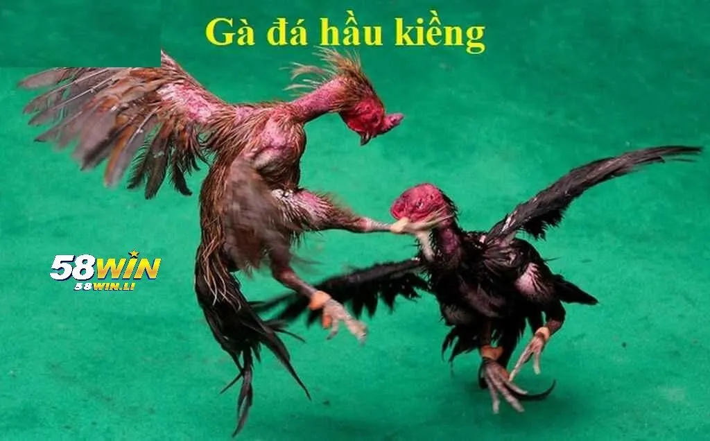Gà Đá Hầu Kiềng 58win: Chiến Kê Siêu Rực Lửa 2025 2 Gà Đá Hầu Kiềng 58win là gì?