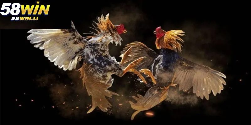 Ba loại Gà Đá Hầu Kiềng 58win phổ biến nhất hiện nay