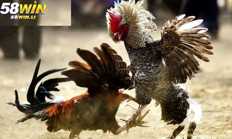 Gà Đá Hầu Kiềng 58win: Chiến Kê Siêu Rực Lửa 2025 4 Cách chọn Gà Đá Hầu Kiềng 58win chuẩn