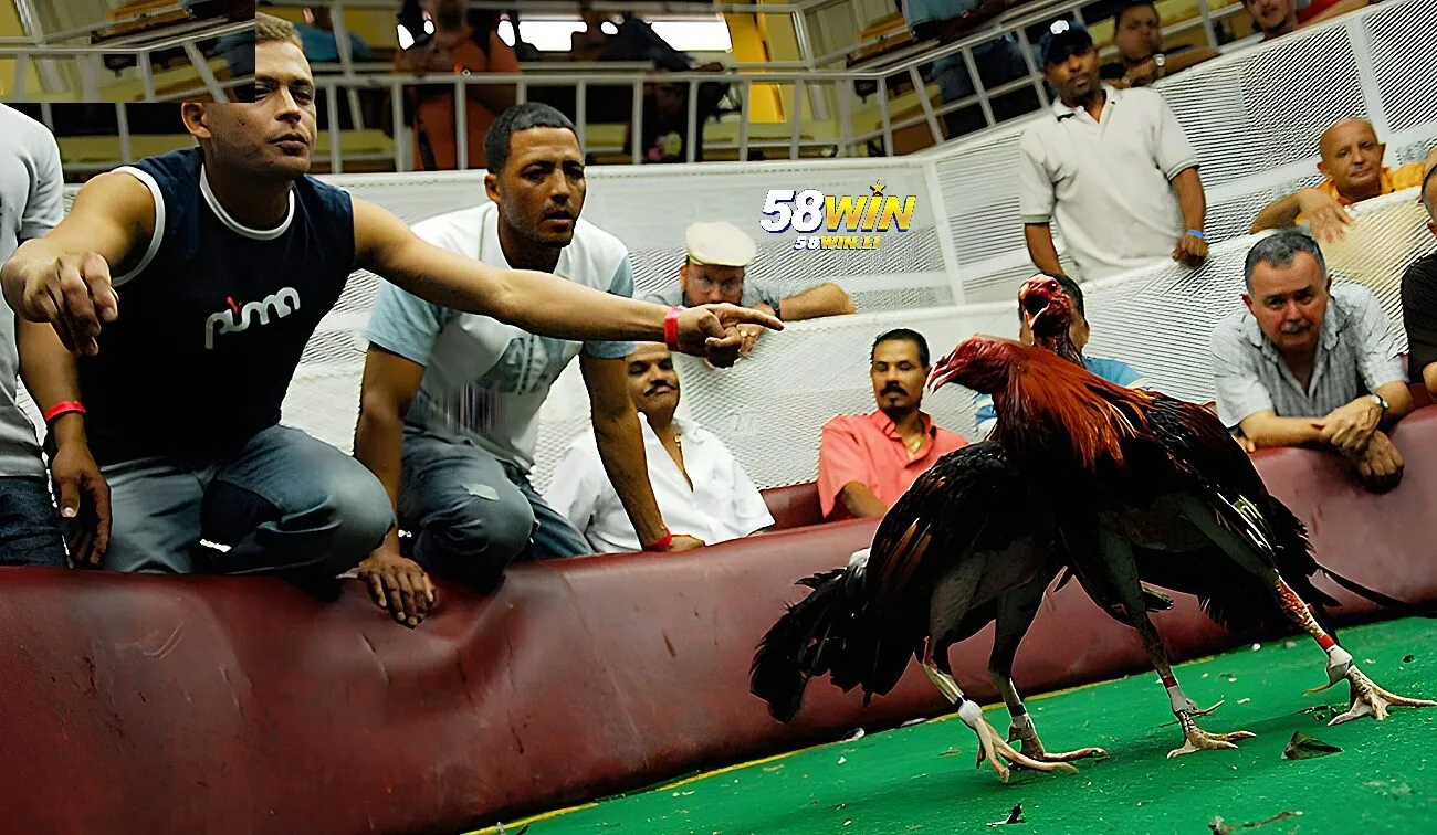 Đá Gà Mỹ 58win 2025: Theo Dõi Chiến Kê Hoa Kỳ 2025 2 Nguồn gốc và lịch sử của đá gà Mỹ