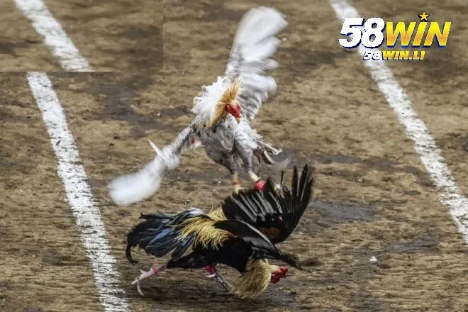 Giống gà chiến làm cho đá gà philippines phổ biến