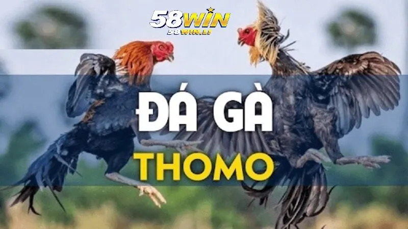 Đá Gà Thomo 58win: Theo Dõi Đá Gà Hấp Dẫn Và Lôi Cuốn 4 Cách phân định thắng thua Đá Gà Thomo 58win