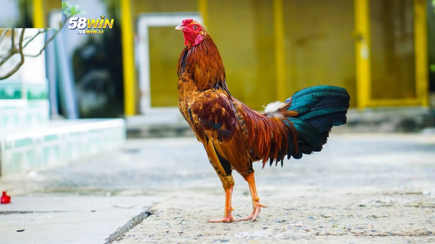 Kỹ thuật chọn lựa và chăm sóc gà tre Thomo